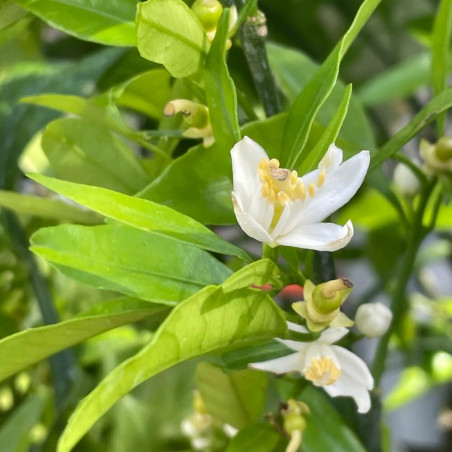 Citrus reticulata safor