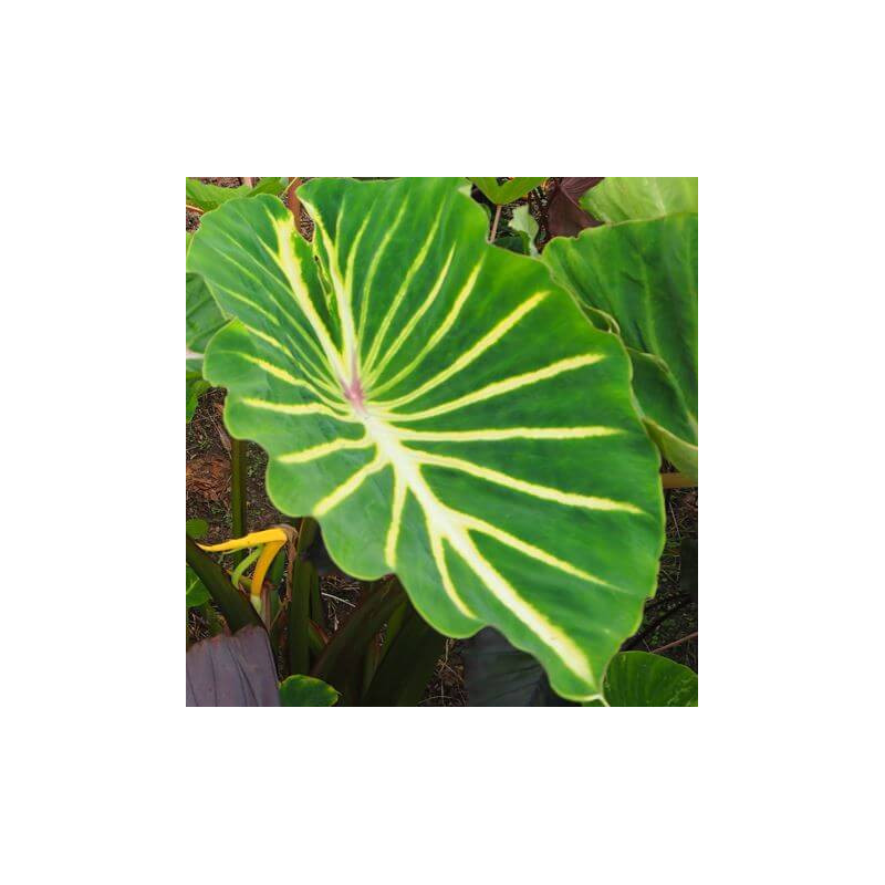 Colocasia 'FLOCOPHADR' Pharaohs dream®