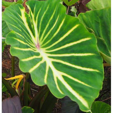 Colocasia 'FLOCOPHADR' Pharaohs dream®