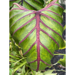 Colocasia 'FLOCOLEGY' Pharaohs Mask red®