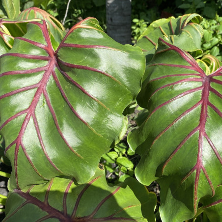 Colocasia 'FLOCOLEGY' Pharaohs Mask red®