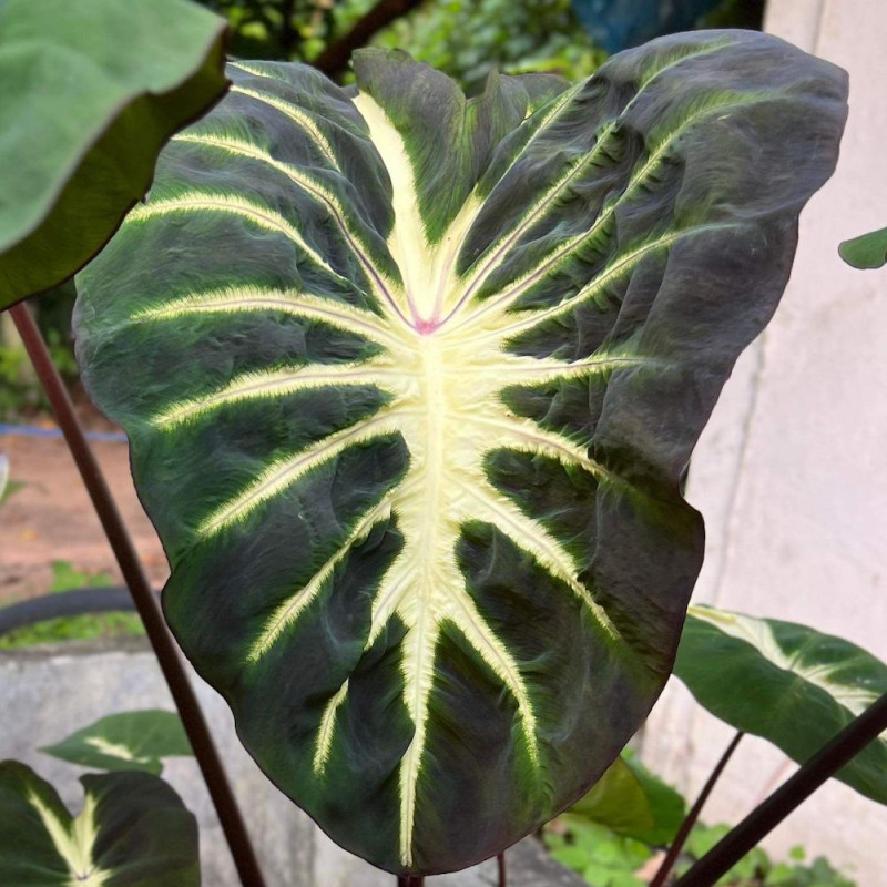 Colocasia watermelon