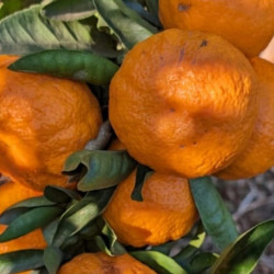 Citrus reticulata or des vallées