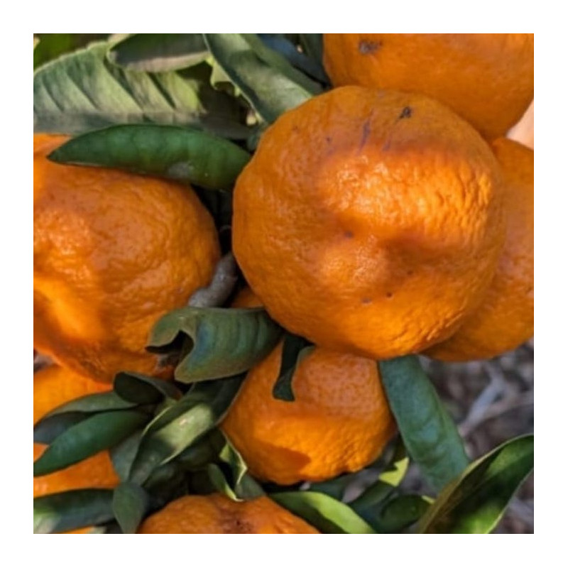 Citrus reticulata or des vallées