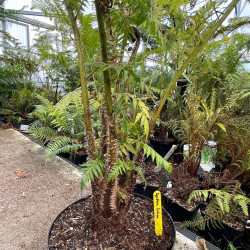 Cyathea felina