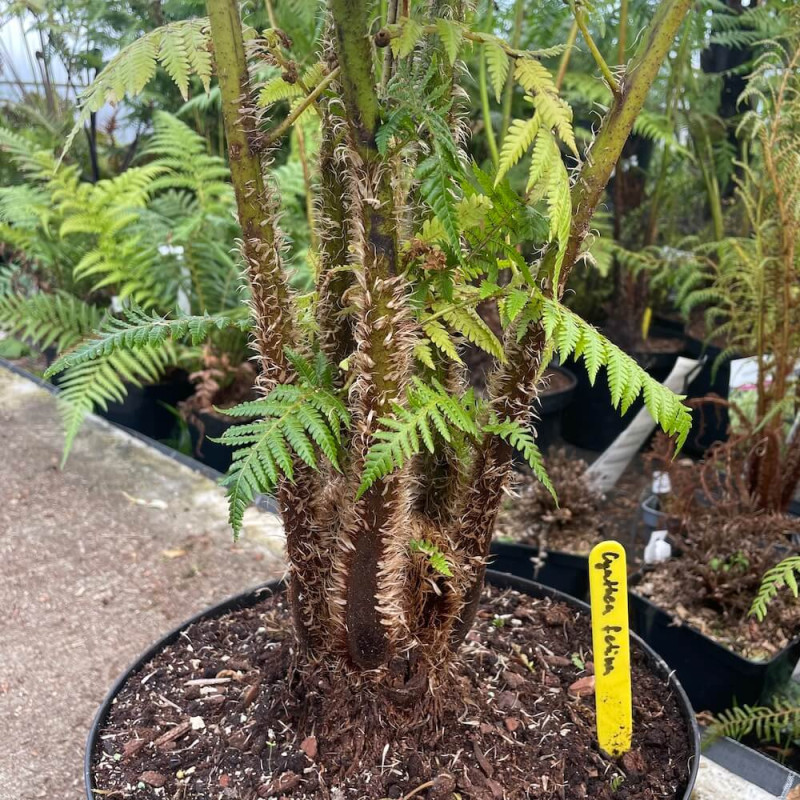 Cyathea felina