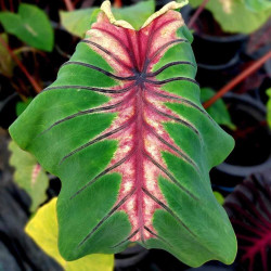 Colocasia angel mask