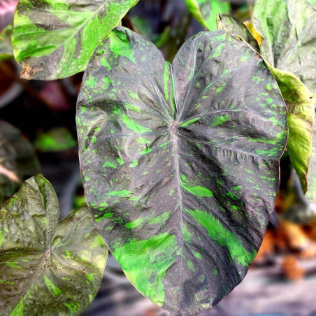 Colocasia emerald galaxy