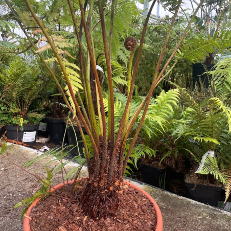 Cyathea australis