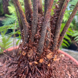 Cyathea australis