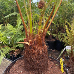 Cyathea dregei