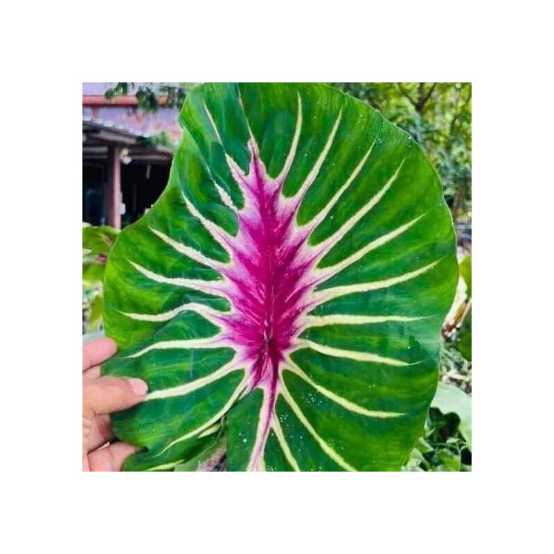 Colocasia Papua Manise