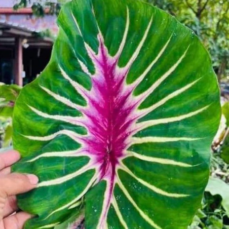 Colocasia Papua Manise