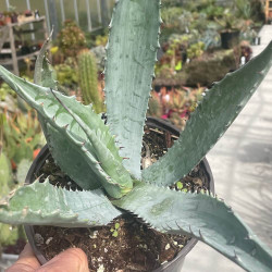 Agave sobria ssp frailensis