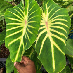 Colocasia pineapple