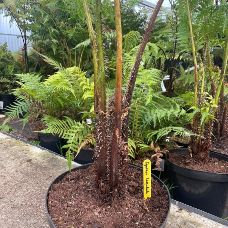 Cyathea lunulata