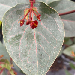 Eucalyptus leucoxylon rosea