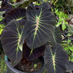 Colocasia growing bones