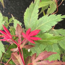 Acer palmatum chokei-ji