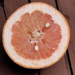 Citrus paradisi Enzo