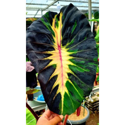 Colocasia starlight