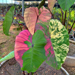 Colocasia pink Caroline