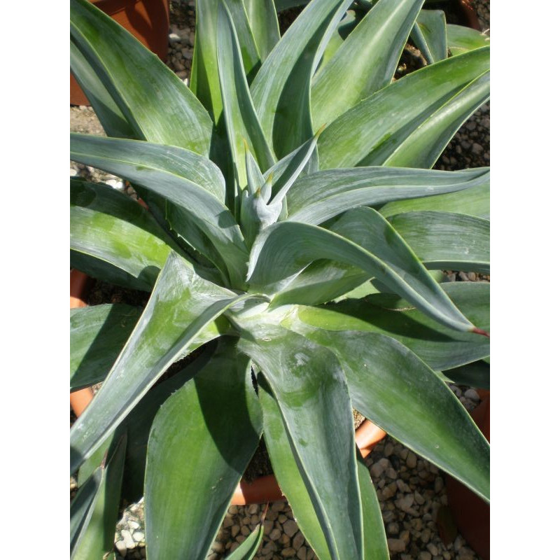 Agave desmetiana