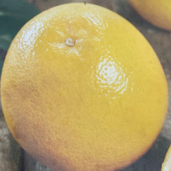 Citrus paradisi Marsh seedless