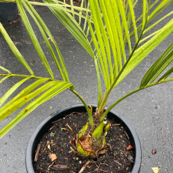 Butia odorata ssp giant crown