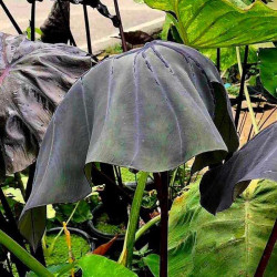 Colocasia pharaoh knight