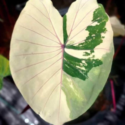 Colocasia pink sapphire