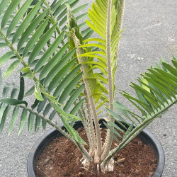 Encephalartos manikensis