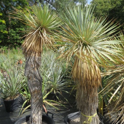 Yucca thompsoniana stipe 1 m 30 