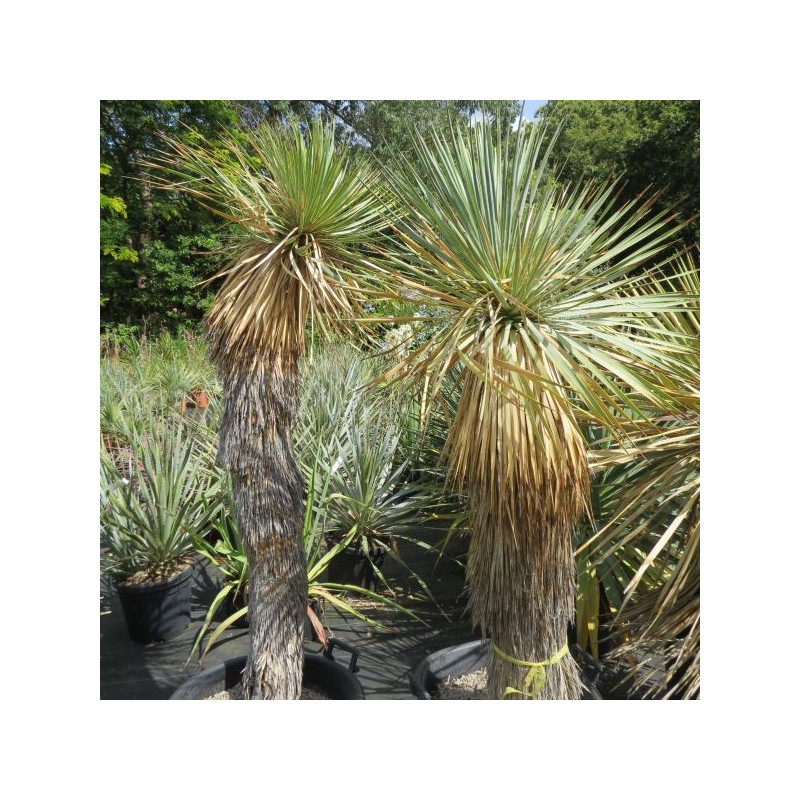 Yucca thompsoniana stipe 1 m 30 