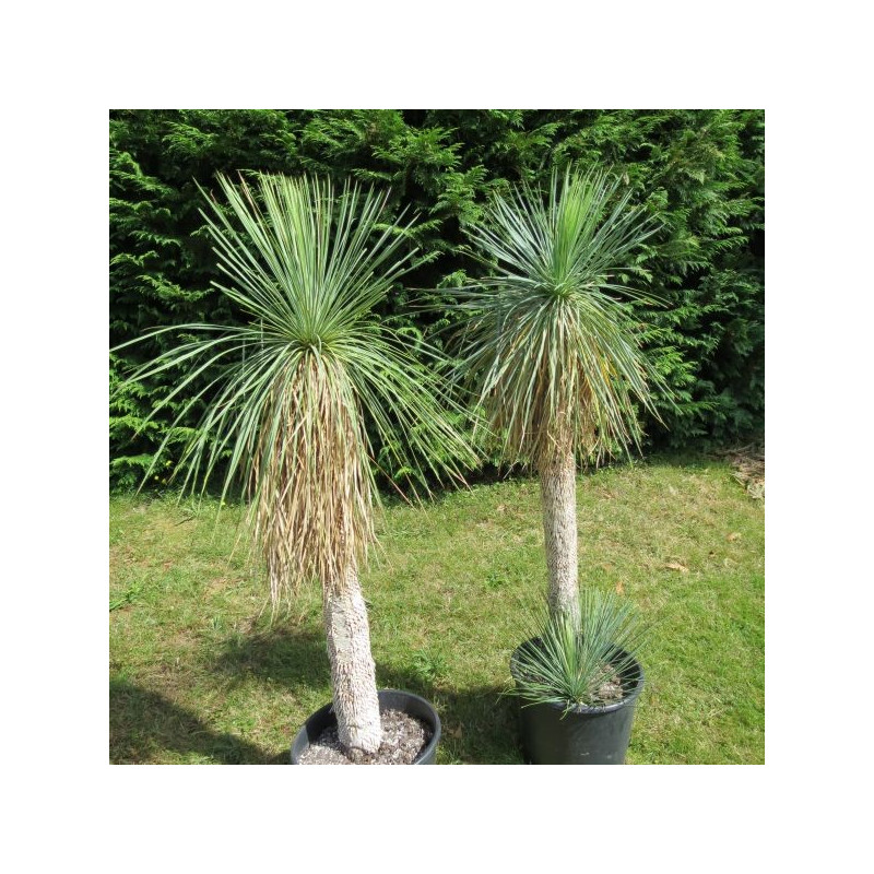 Yucca linearis bleu stipe 1 m