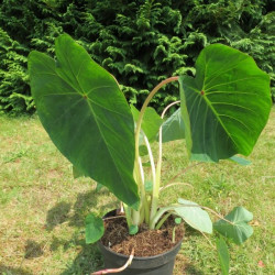 Colocasia pink China