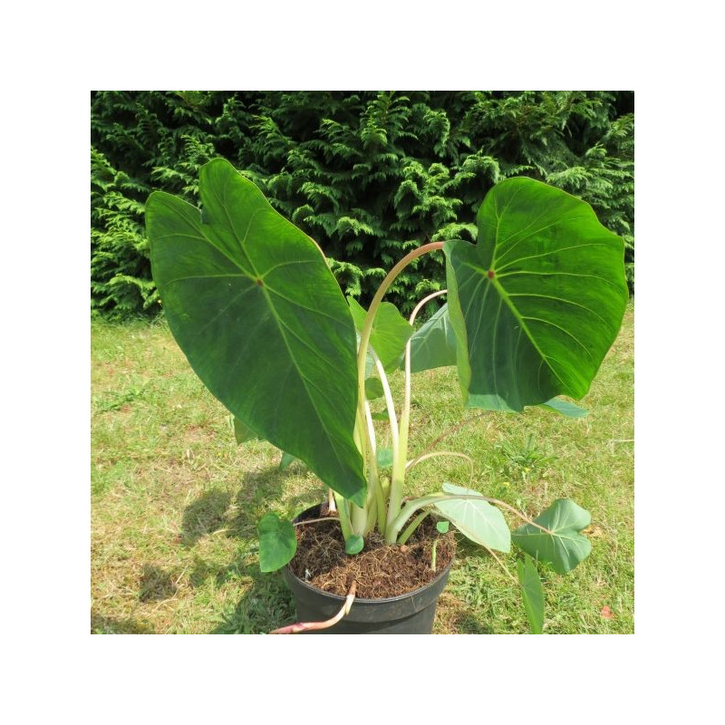 Colocasia pink China