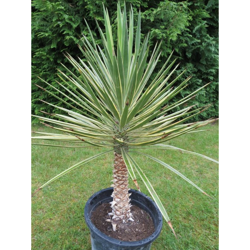 Yucca aloifolia variegata