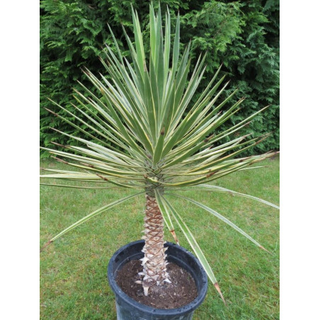 Yucca aloifolia variegata