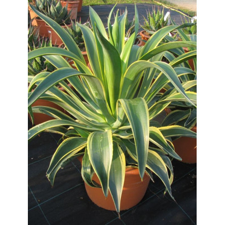 Agave desmetiana variegata