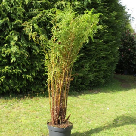 Cyathea tomentosissima 7 l