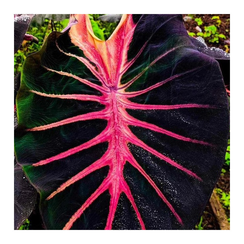 Colocasia Purana® Colocasia Purana®