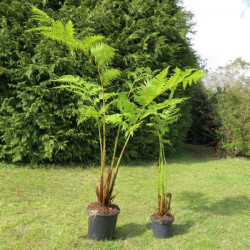 Cyathea brownii