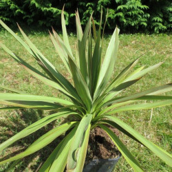 Cordyline australis mini