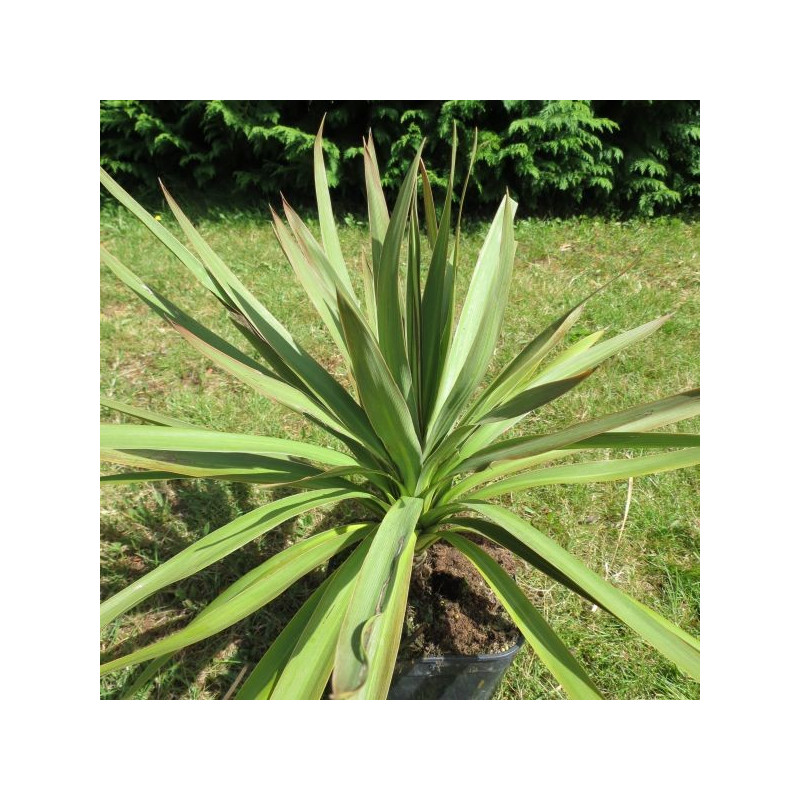 Cordyline australis mini