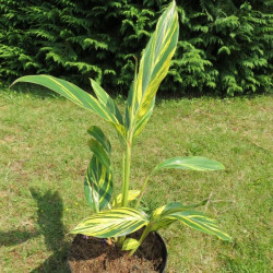 Alpinia zerumbet variegata