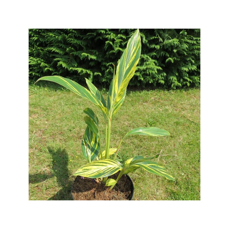 Alpinia zerumbet variegata