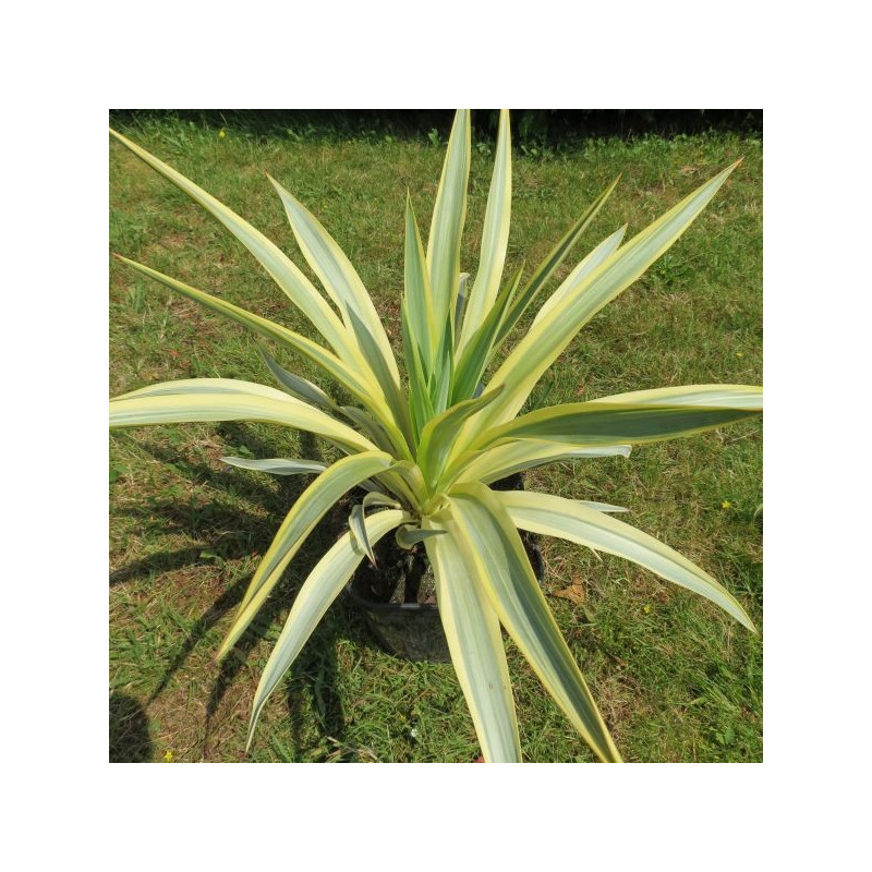 Yucca bright star