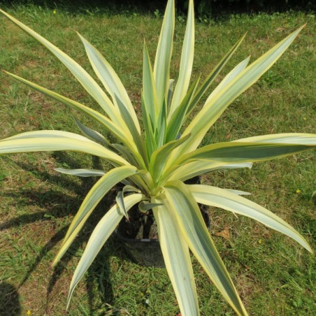 Yucca bright star