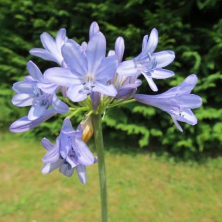 Agapanthe silver moon fleur